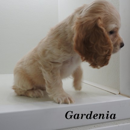 puppy, for, sale, Cocker Spaniel, Joe & Cherri  Overlease, dog, breeder, Miller, MO, dog-breeder, puppy-for-sale, forsale, nearby, find, puppyfind, locator, puppylocator, aca